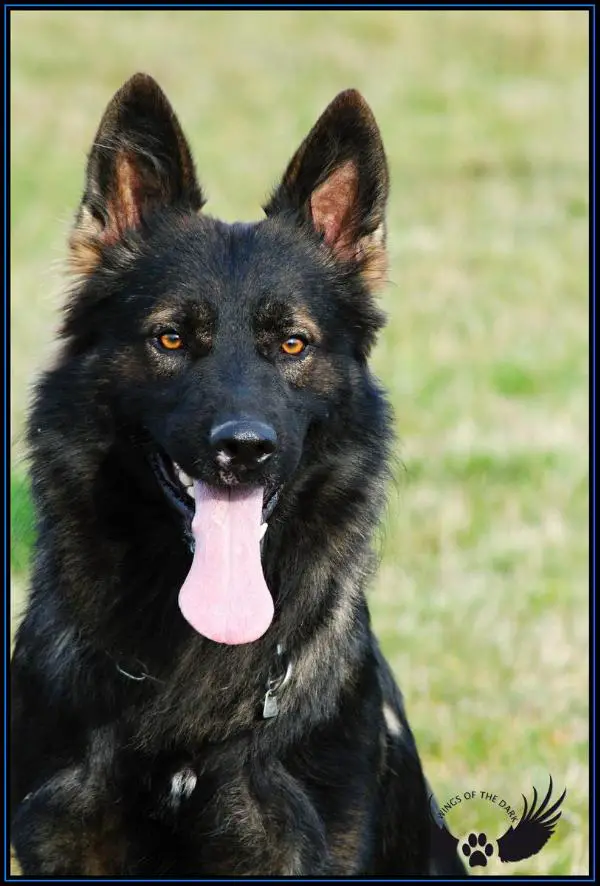 Assko Daisynina Dvora