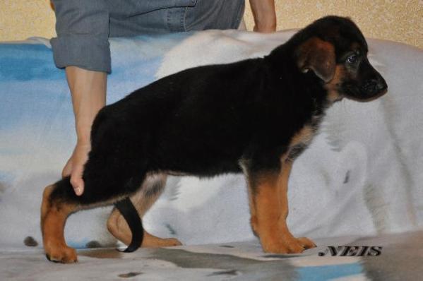 Fordevind Ross Zhanna