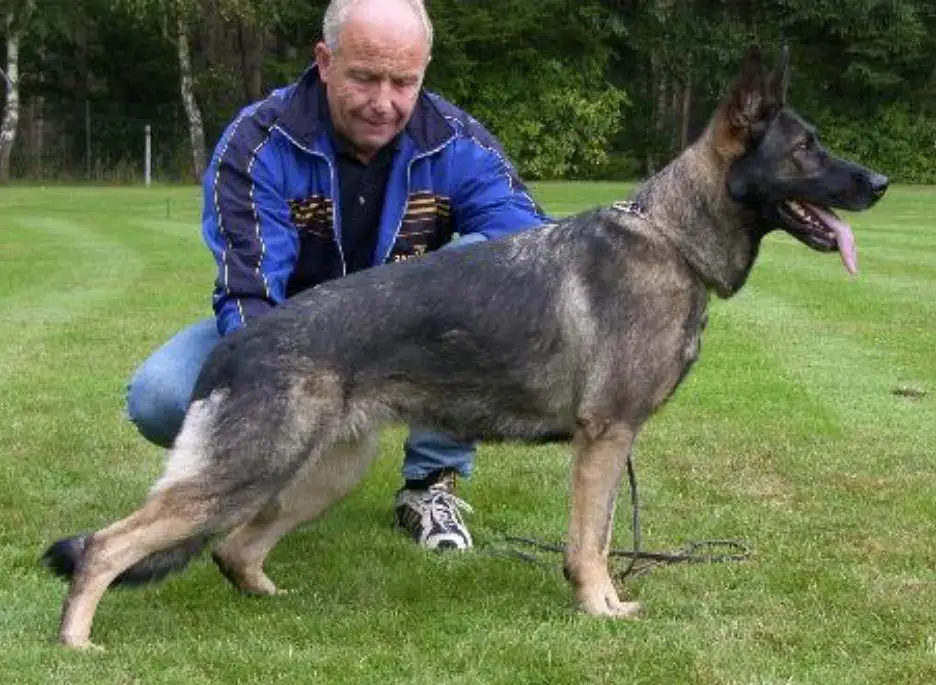 SG Peggy vom Fuchsstein