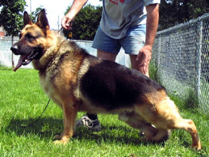 Chamootzka's Copyright Manix