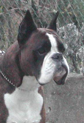 CH Gioseff del Trivium