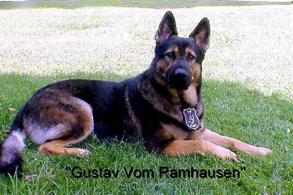 Gustav vom Ramhausen
