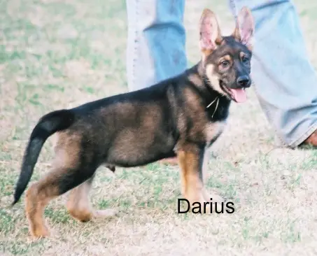 Darius aus der Rittermark
