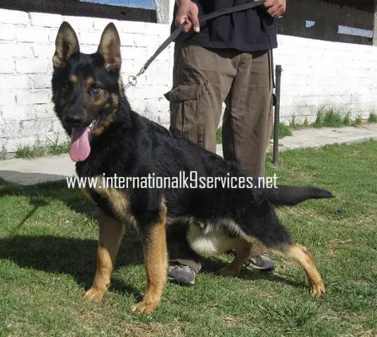 Wallace of International K9 Services