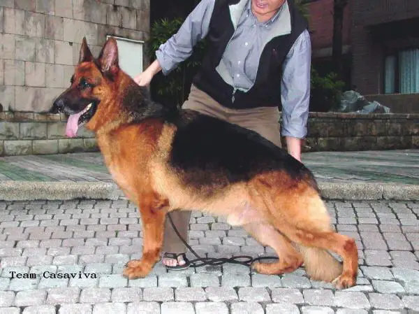Henry of Jeou Kwei Kennel