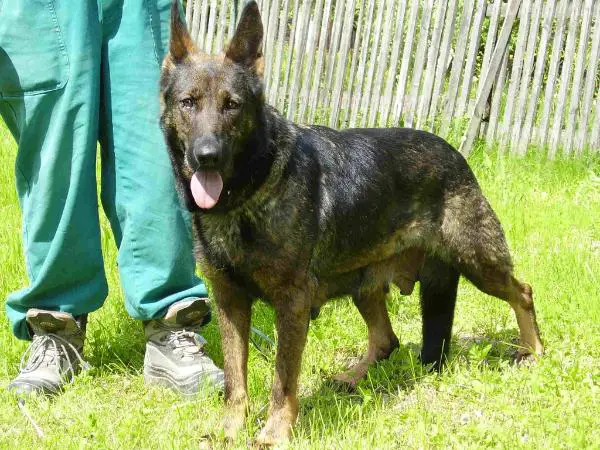 Ester z Utinho dvora