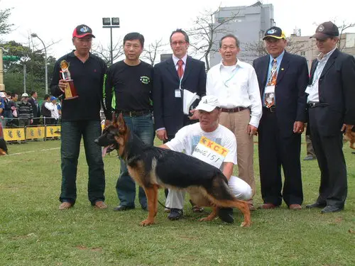 VV1 Casso of yongan Kennel