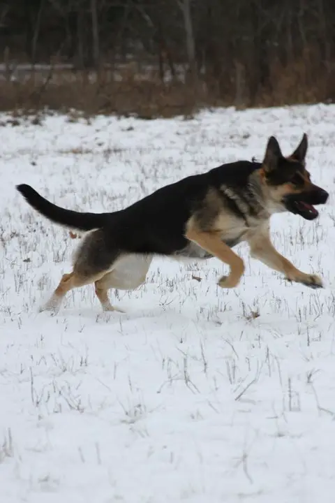 Harley Haus Vom Wolcott Shaker