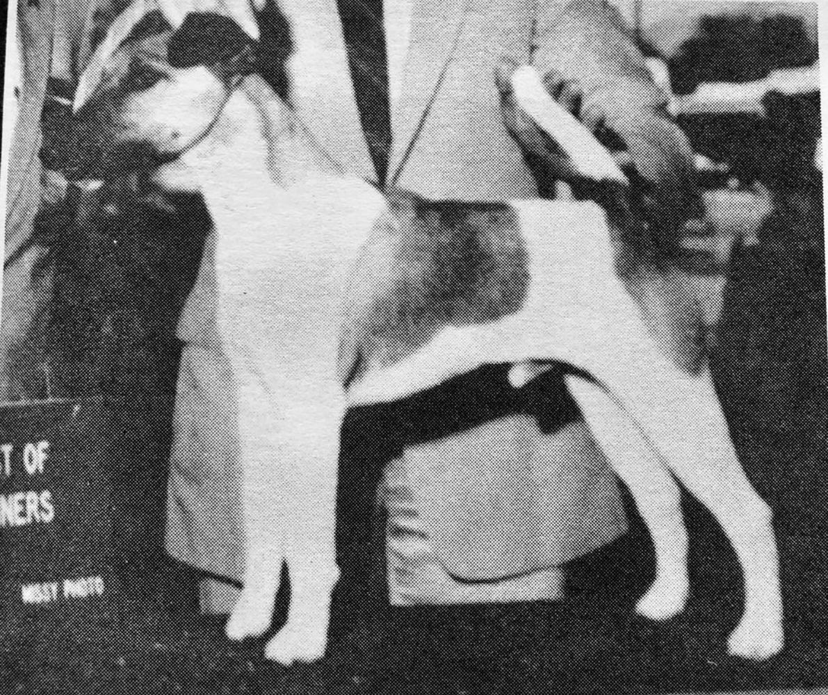 AM CH Foxden Warlord