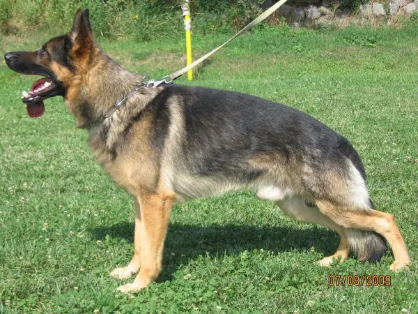 VÝBORNÝ Wax Leopard Rex 5JU1/P 1tr.