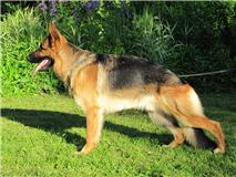 SG Platinumshepherd Max