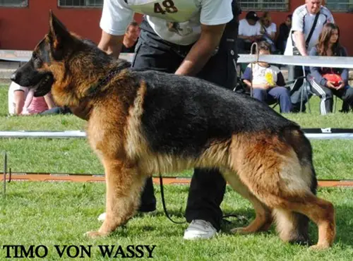 V1(BG) Timo Von Wassy