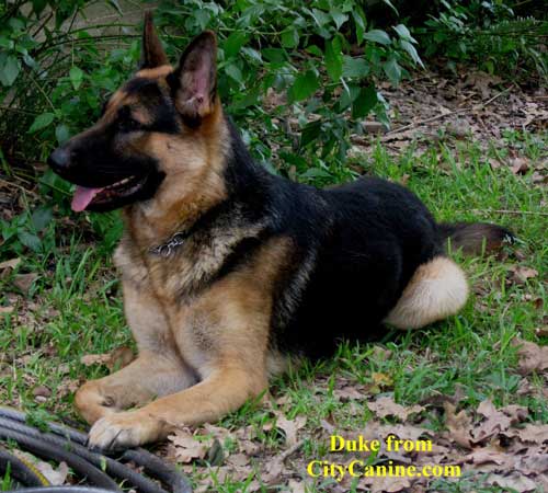 Courtney's Little Rebel Duke