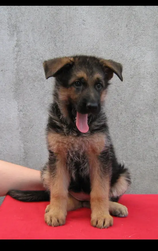 Brie vom Stoychev Haus