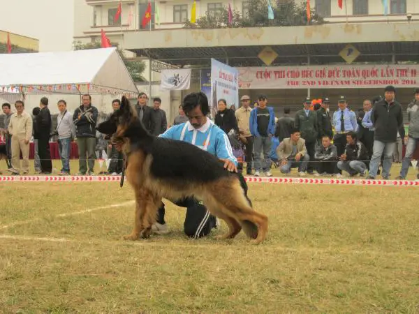 SG2 (VN)2011 SU vom Tran Gia