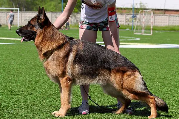 V, CH.RUS Uragan s Sajanskih Gor