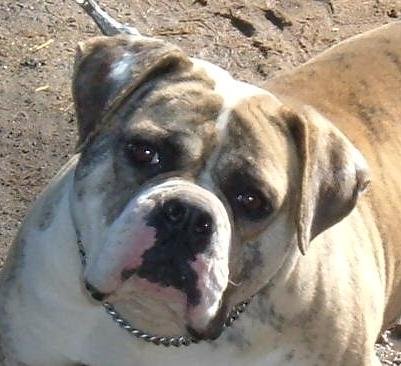 UWPV UWPCHX Jemm's Everlasting Gobstopper