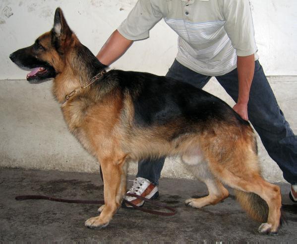 timo trompetersprung