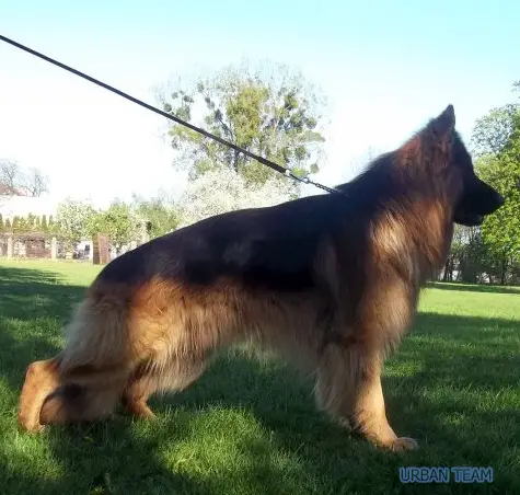 Sony z Klanu Prajzendanca