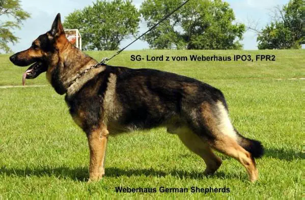 SG Lord z Vom Weberhaus