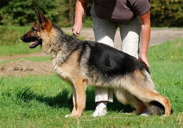 Gaidi Gelezinis vilkas