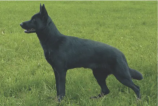 SG Pega Policia-Slovakia