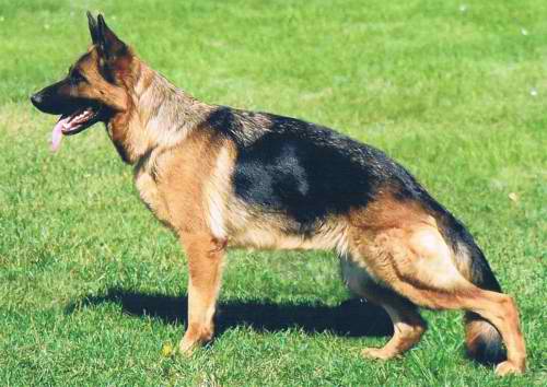 V Patty vom Brauneck