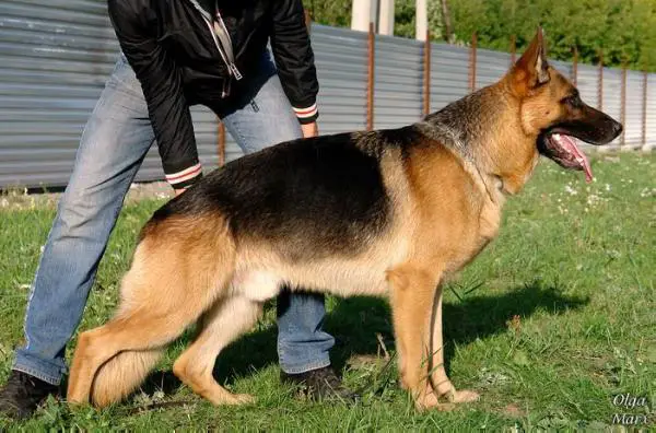 V Gero fom Steffen Haus