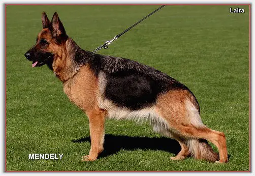 SG5 JHKL BSZS 2010 Laira