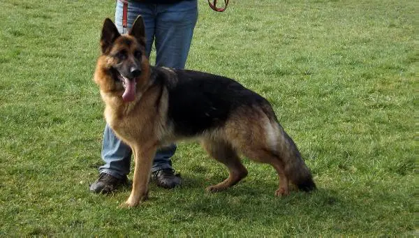 V15(F) Marry vom Aschbachtal