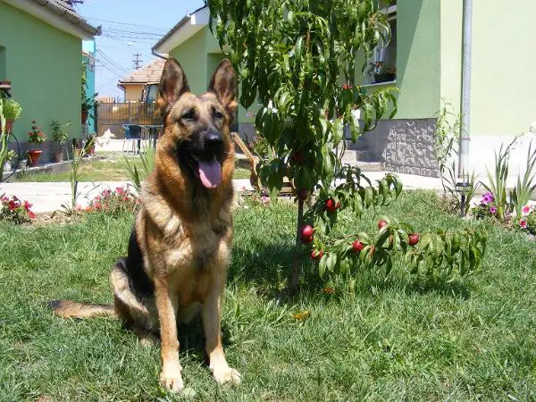 Una de Astoria-Napoca