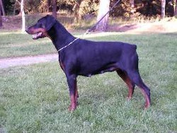 Biene von der Doberwache