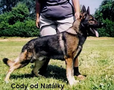 SG Coddy od Natalky