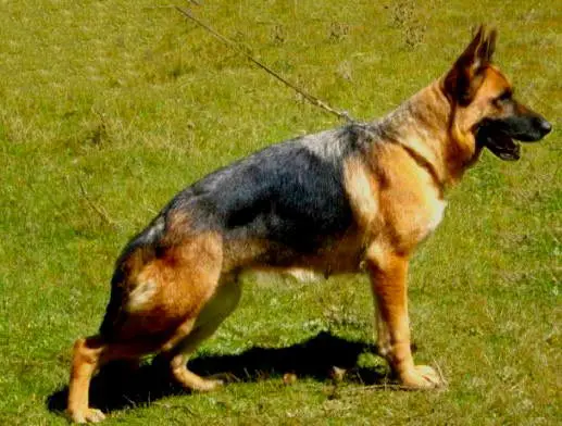 V MÉXICO Vanta Garrelu