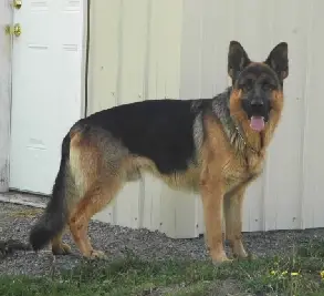 Red Wolf von Engeset