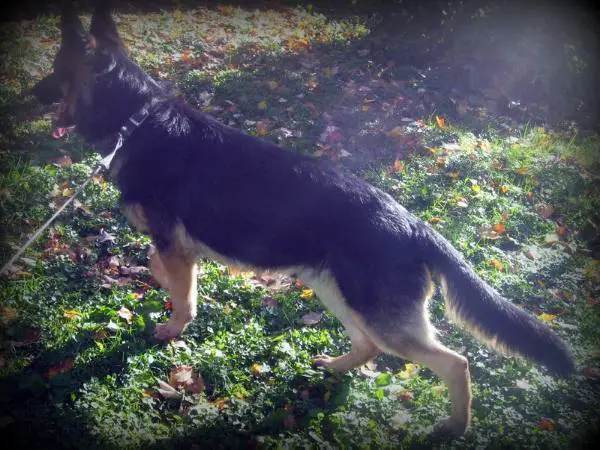 Marcus Vom Fleischerheim