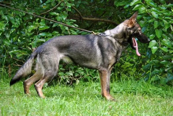 Heide von der Entenfarm