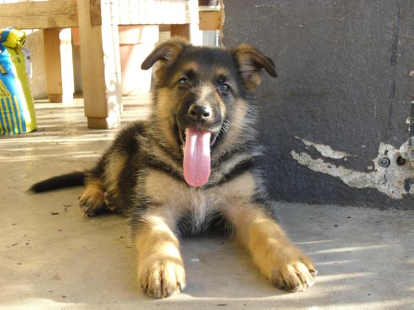 Hurley von Monte Sion