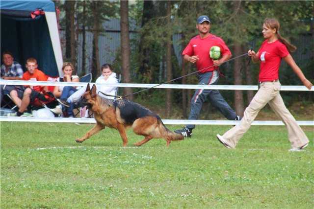Zenta iz doma Allens