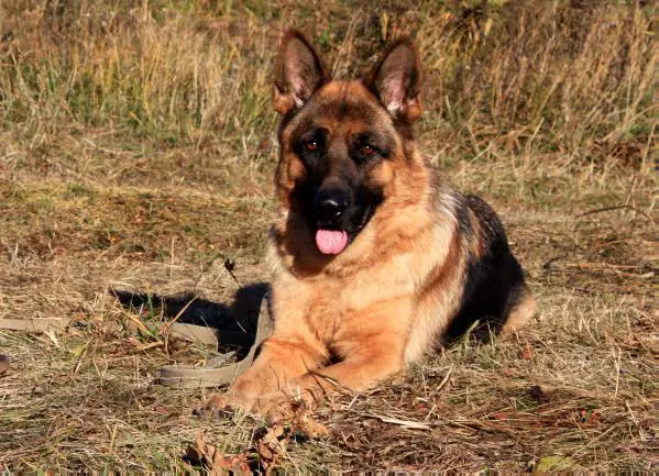 Zheneva Ataranga Black