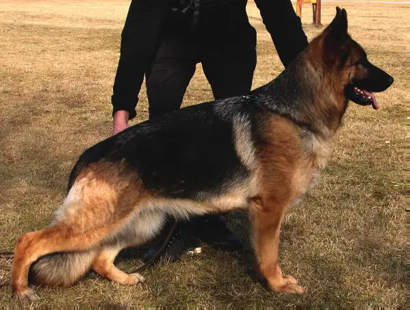 V84(2012 BSZS) Winny vom Köriser See