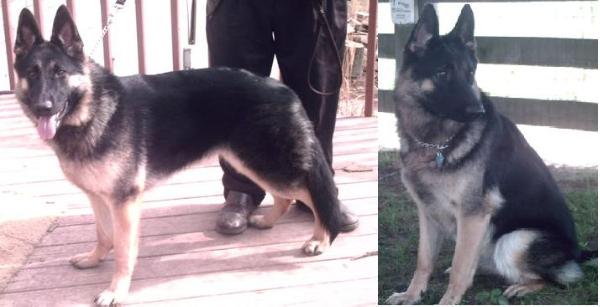 Soma Von MartinGayle