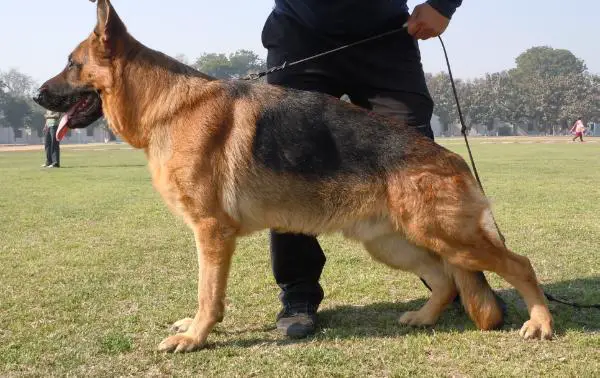 Hanko vom Team Zellwaldrand