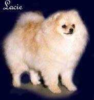 Kitsan Lether N Lace