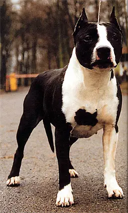 Amboina Miss Midnight Angel