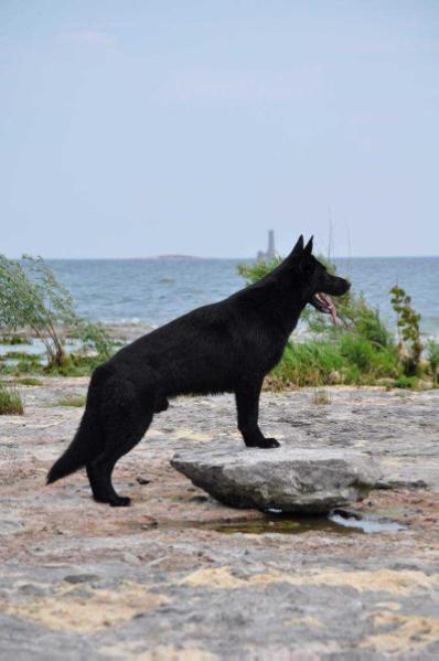 BH, CGN Nillo zet Eurosportu