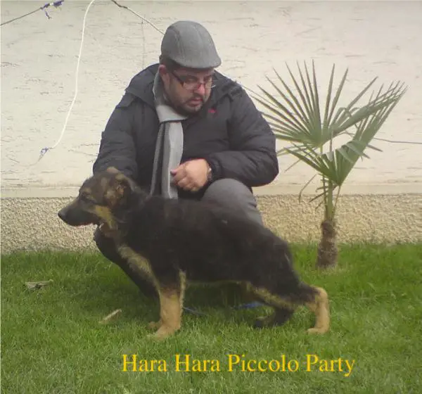Hara Hara Piccolo Party