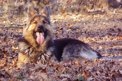 Shannon's Tobias Vom Wolf Cimmerian