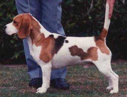 CH Dufosee Capability