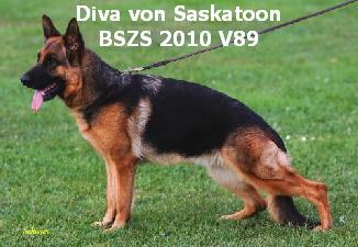 BSZS 2010 V89 Diva Von Saskatoon